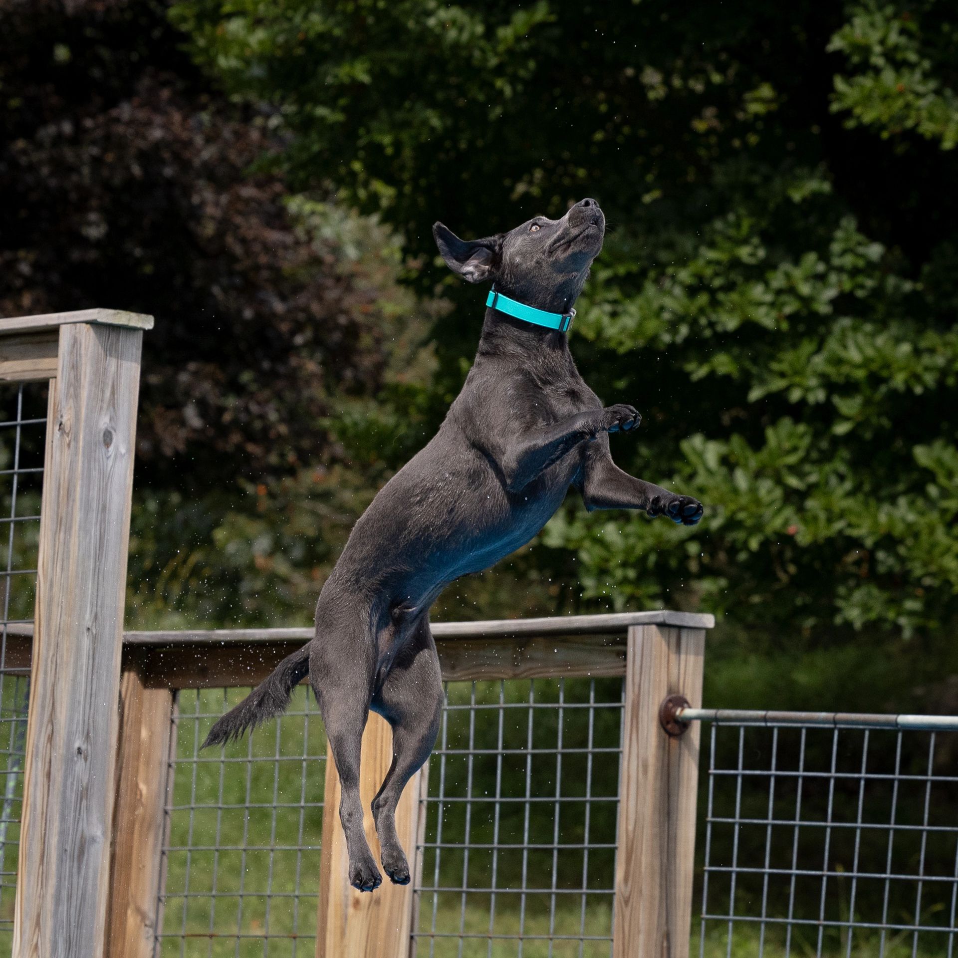 Dock diving action photography at Splash Town Warwick